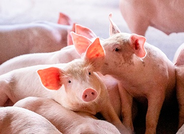 4 fatores que influenciam na qualidade da carne suína