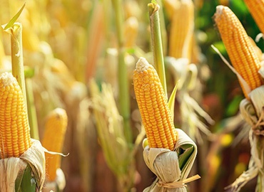 Estimativas da exportação de milho