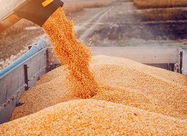 O impacto dos altos custos da matérias-primas (milho e farelo de soja) na Agropecuária