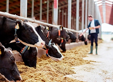 4 formas de garantir a nutrição alimentar correta para o seu gado