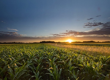 O impacto do clima na produção de milho