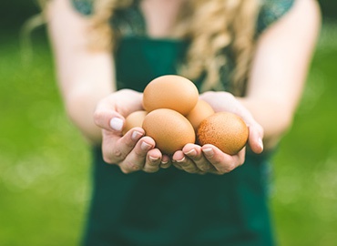 3 fatores que podem melhorar a produção de ovos