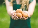 3 fatores que podem melhorar a produção de ovos